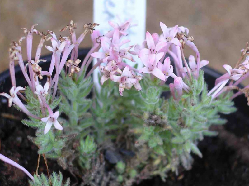 Асперула аркадиенсис