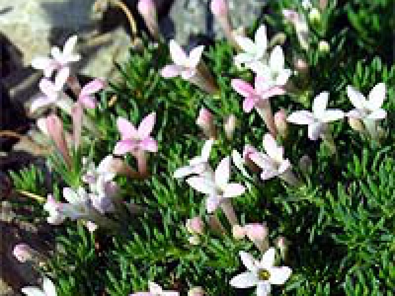 Асперула Гуссона