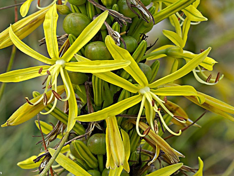 Асфоделина