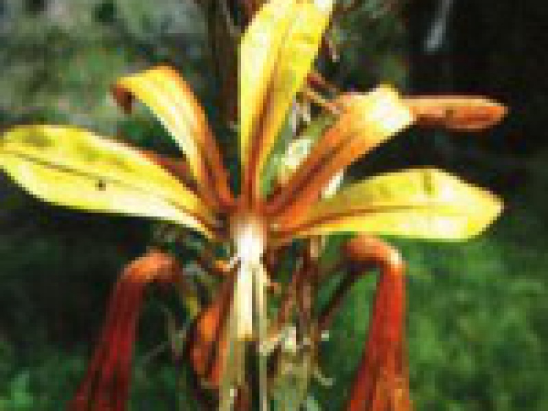 Асфоделина либорнская