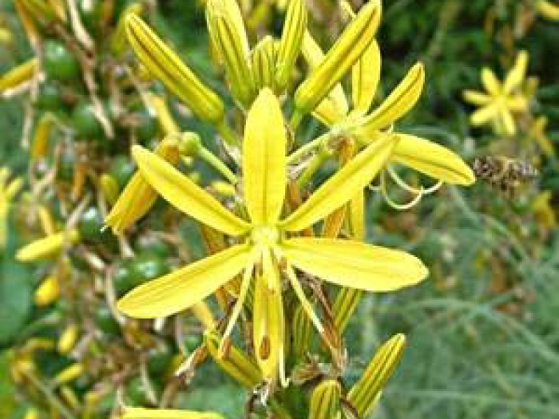 Асфоделина желтая