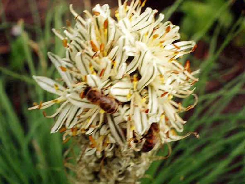 Асфоделина крымская