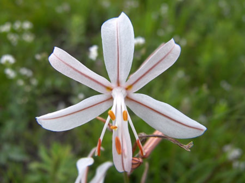 Асфоделина тонкая