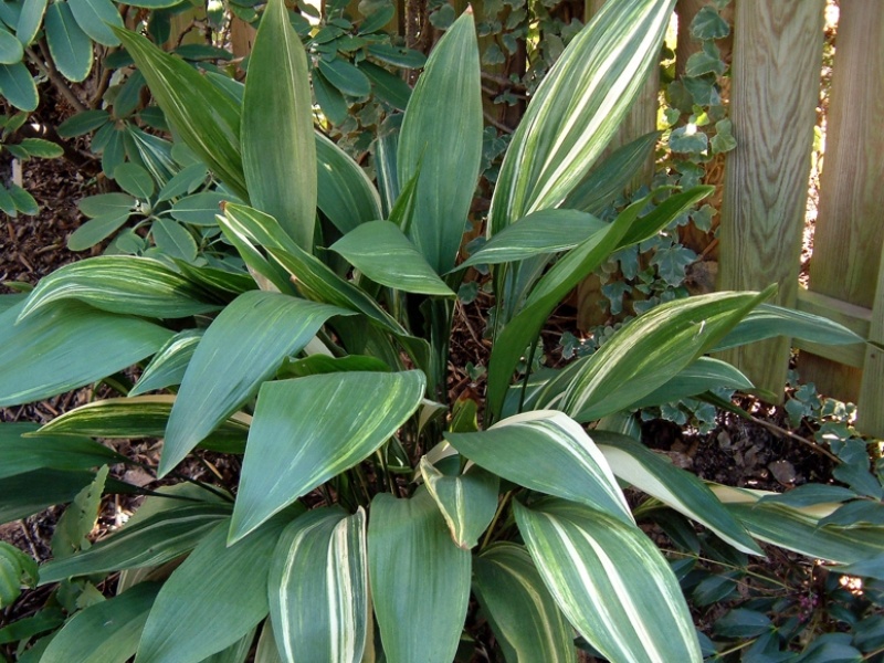 Аспидистра