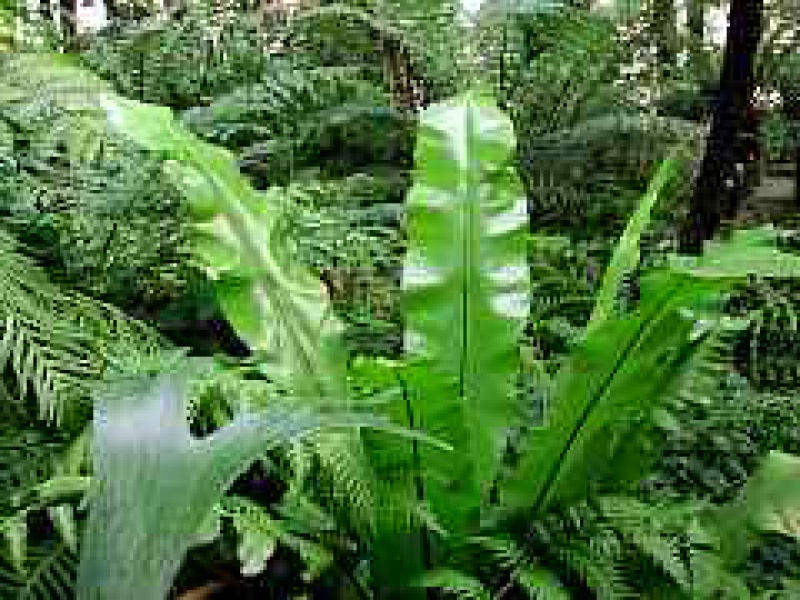 Асплениум южноазиатский