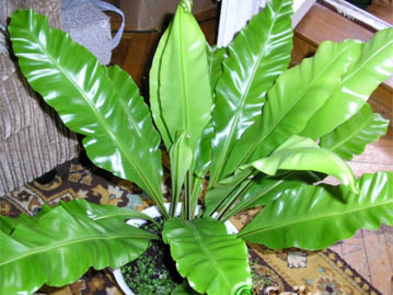 Асплениум гнездовой