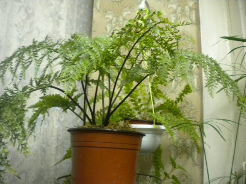 Асплениум живородящий