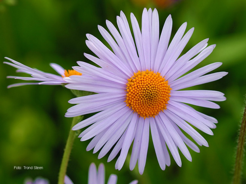 Астра голубоватая
