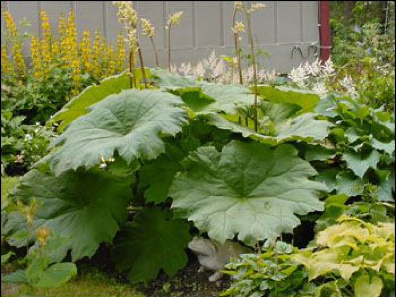 Астильбоидес пластинчатый