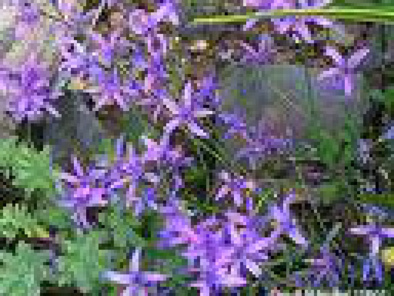 Азинеума статицелистная