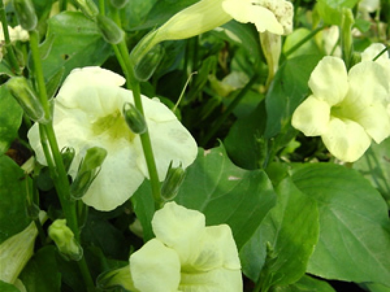 Азистазия гангская (гангетика)