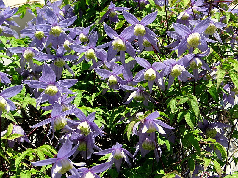 Княжик альпийский