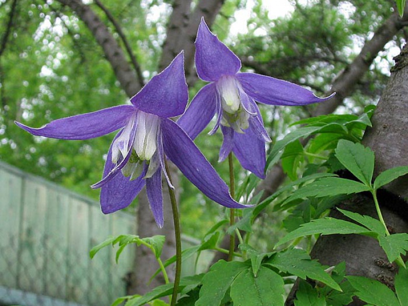 Княжик крупнолепестный