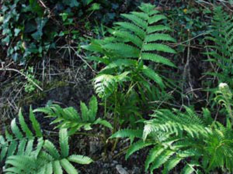 Страусник восточный