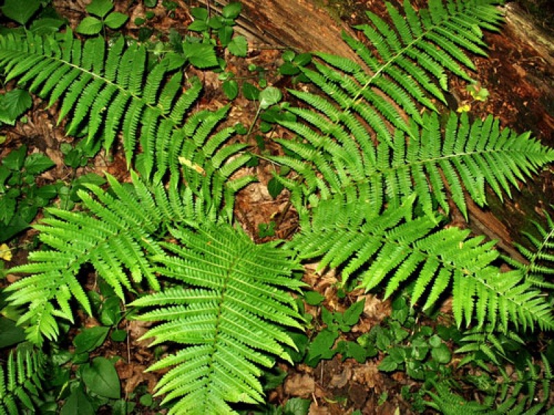 Страусник обыкновенный