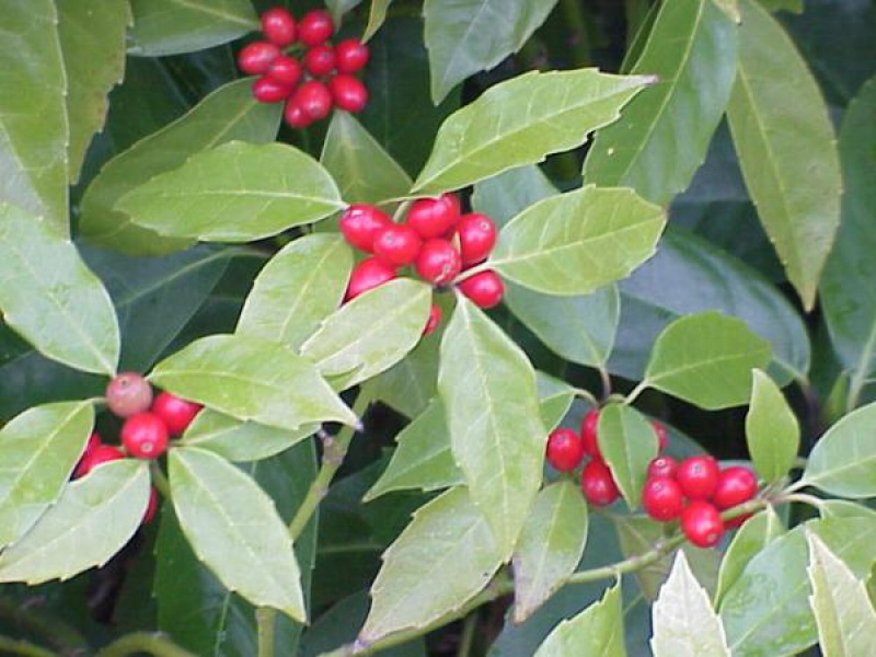 Аукуба японская