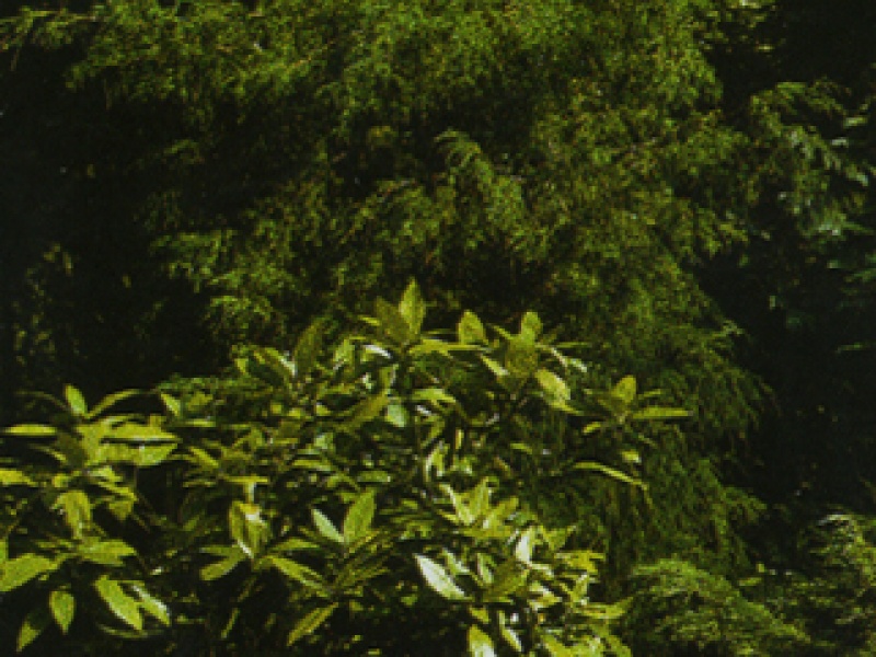 Aucuba japonica 'Variegata'