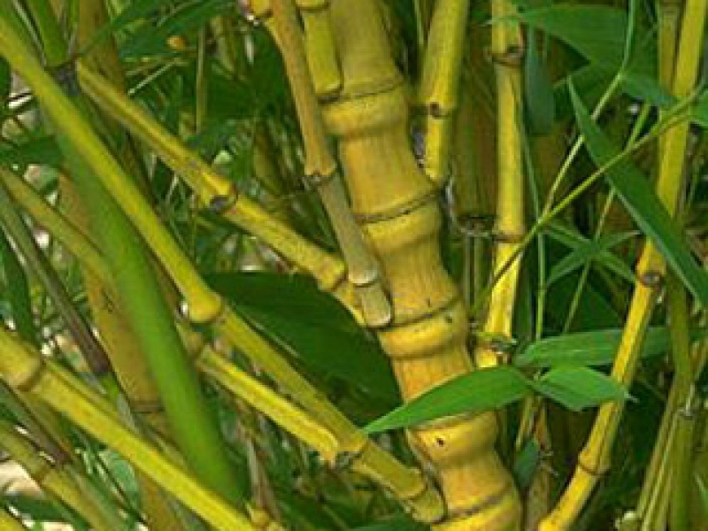 Листоколосник золотой