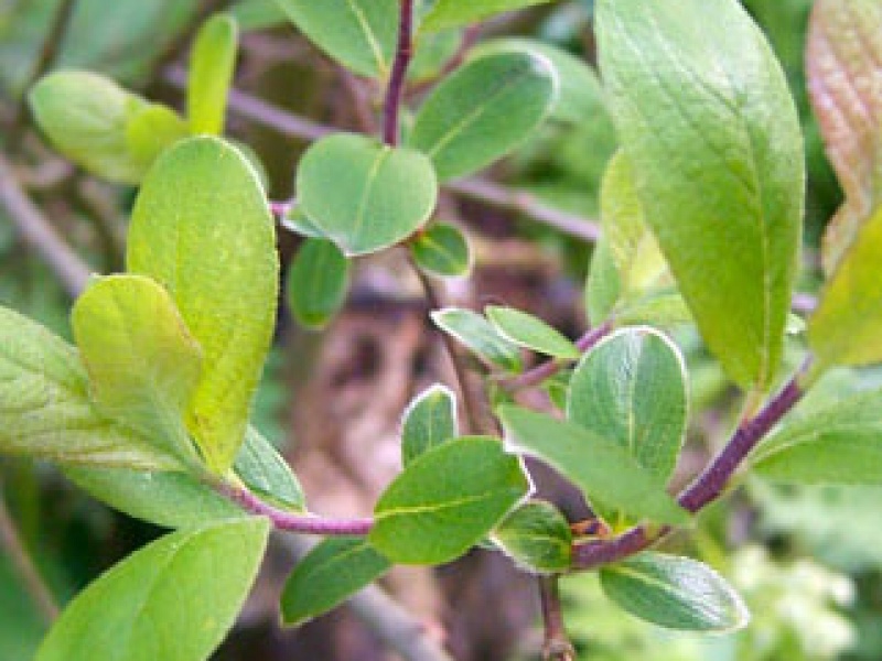 Eared willow