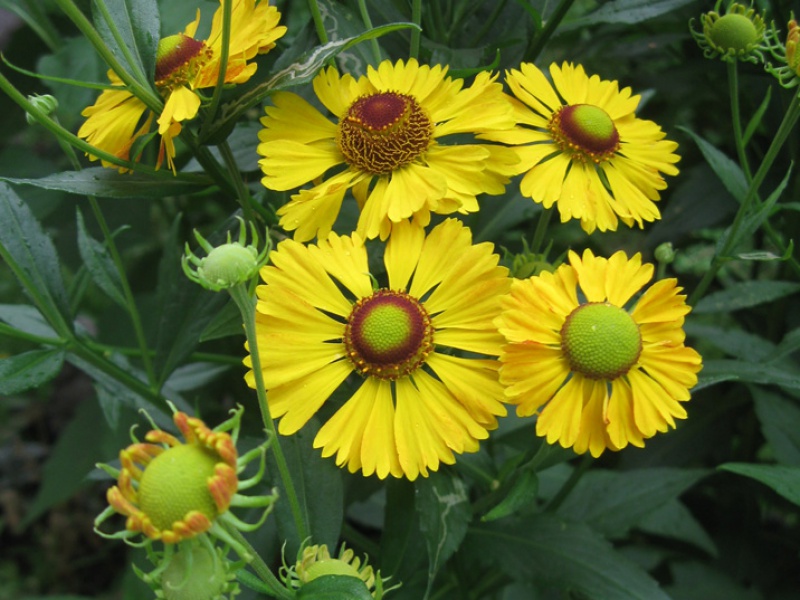 Гелениум осенний