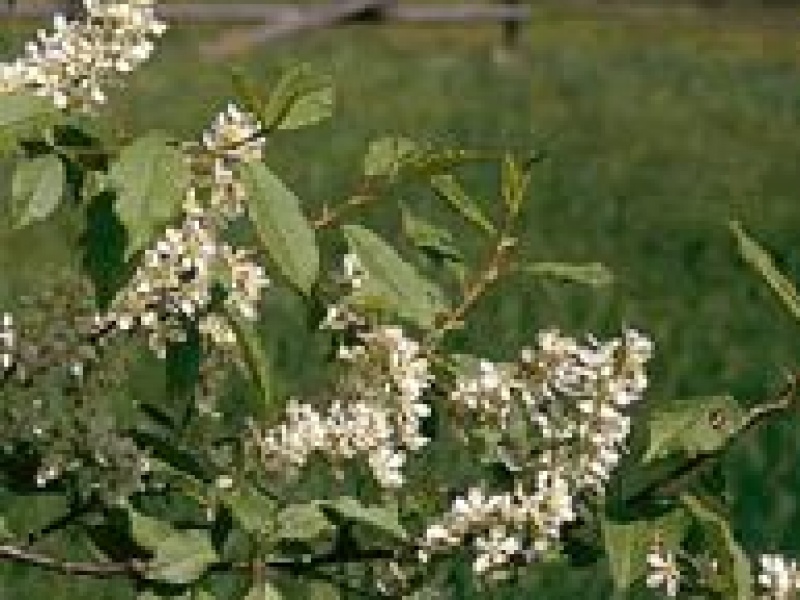 Черемуха обыкновенная или кистевая