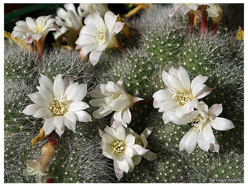 Айлостера белоцветковая