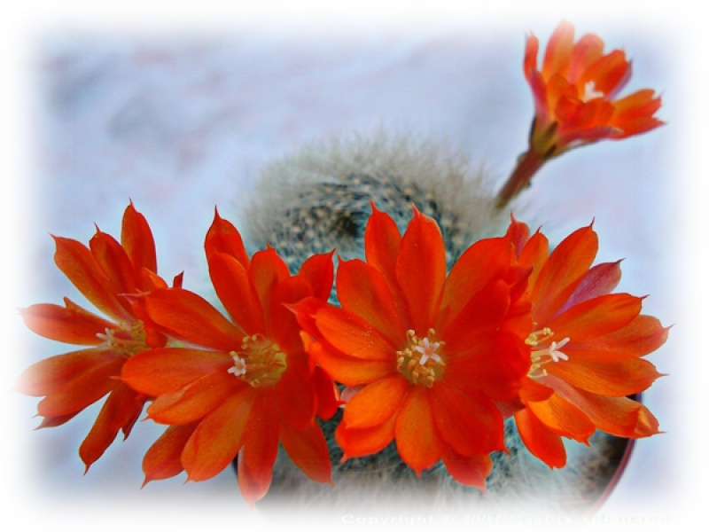 Айлостера беловолосистая