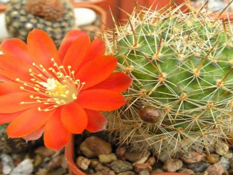 Айлостера деминута