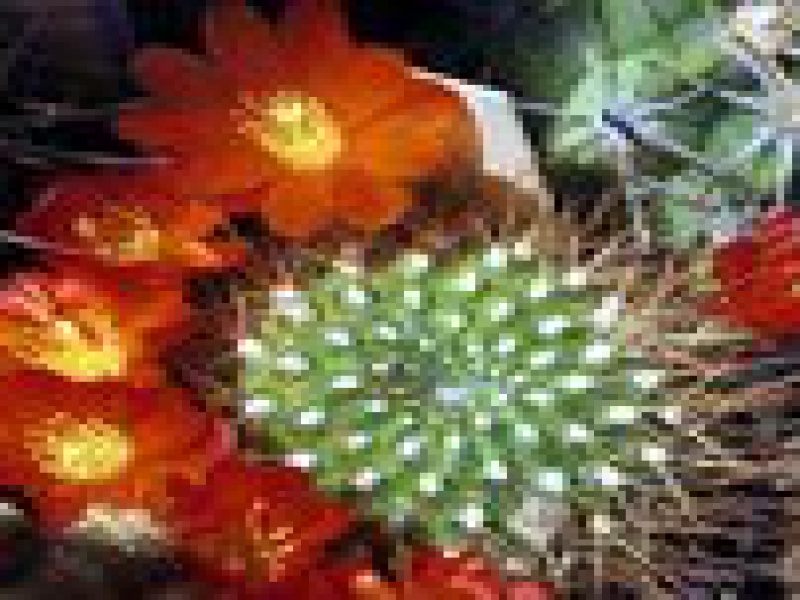 Айлостера ложнокрошечная