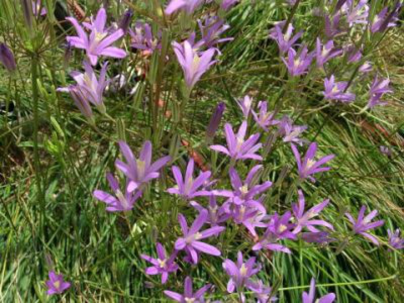 Бродиэя калифорнийская