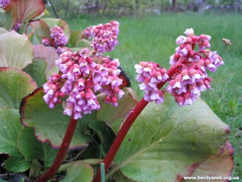 Бадан Стречи