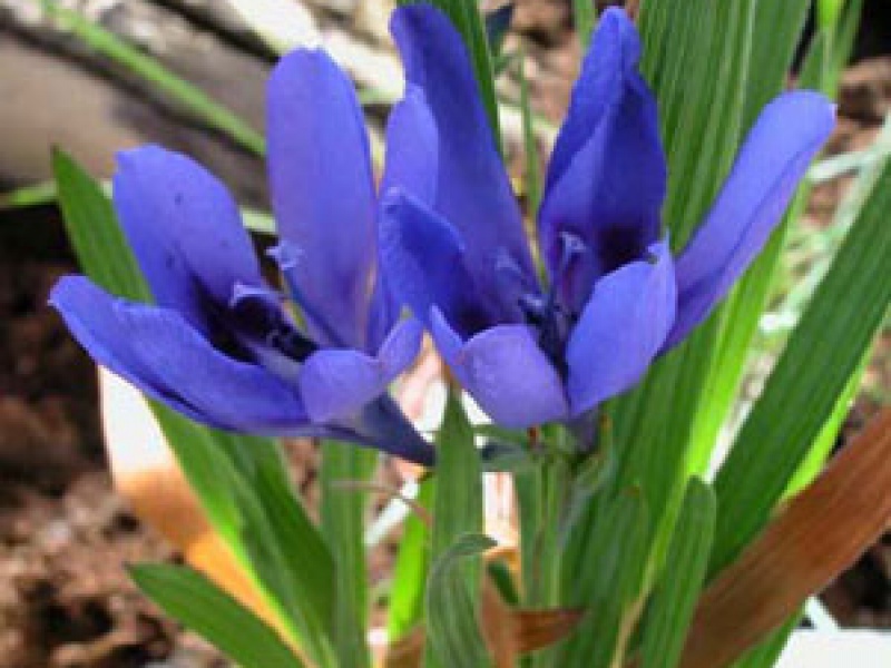 Бабиана прямая