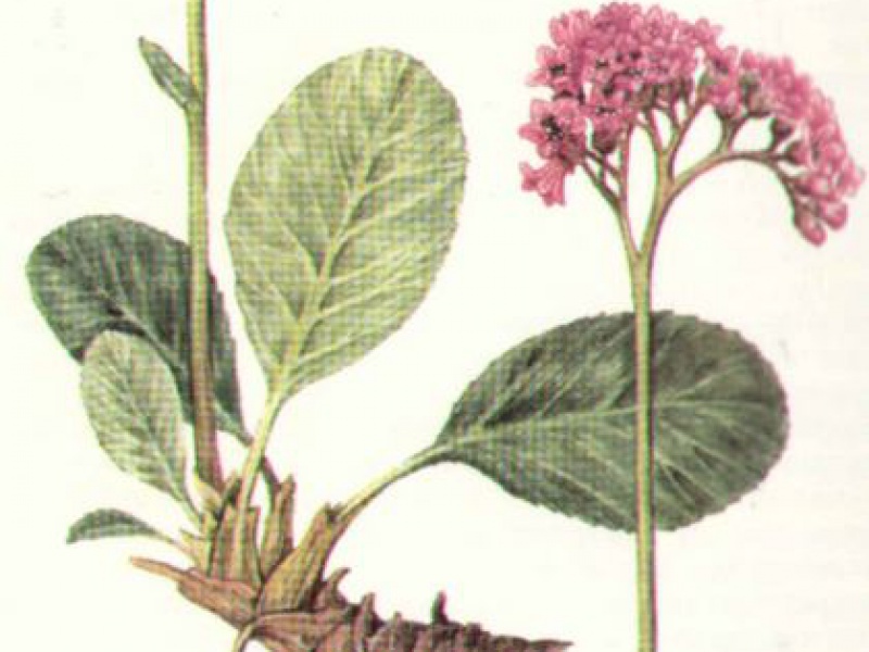 Бадан угамский