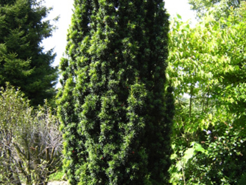 Columnar yew