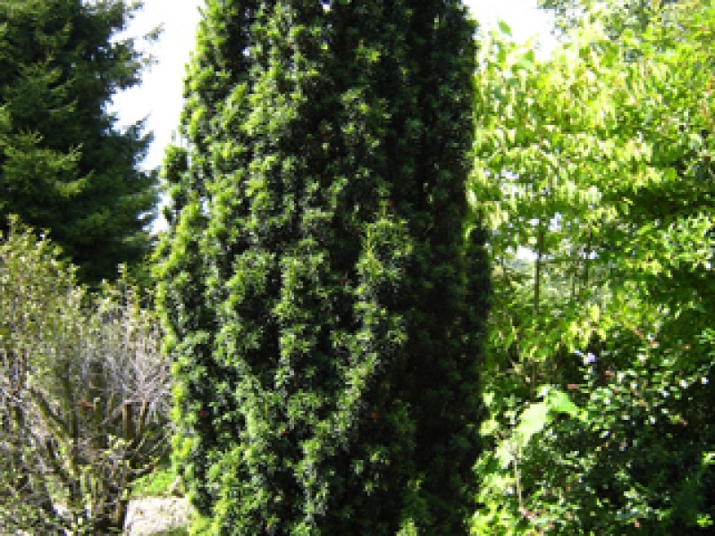 Тис столбчатый желтый