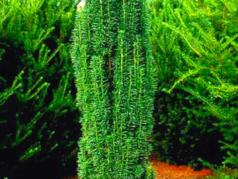Narrow Columnar Yew