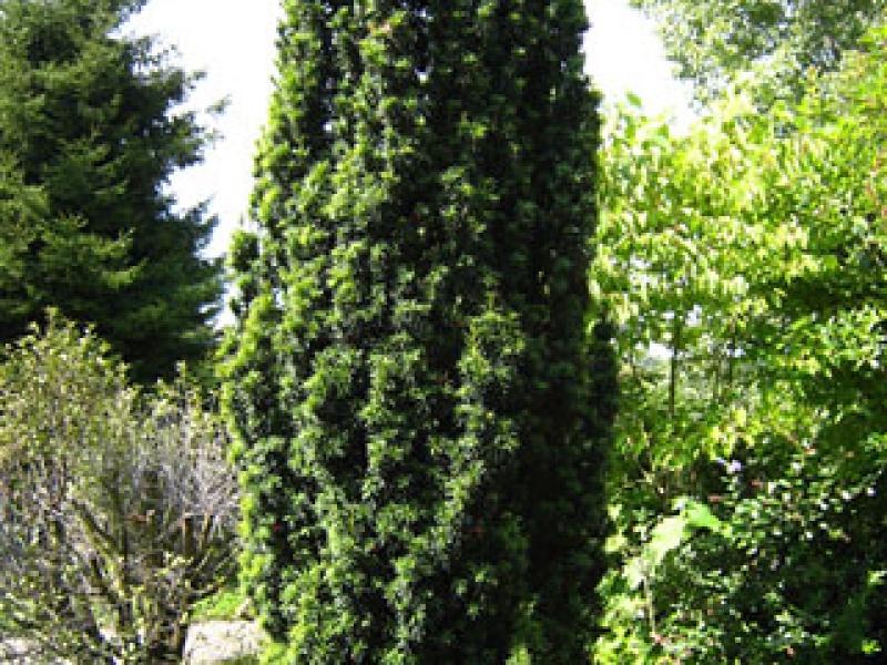 European yew