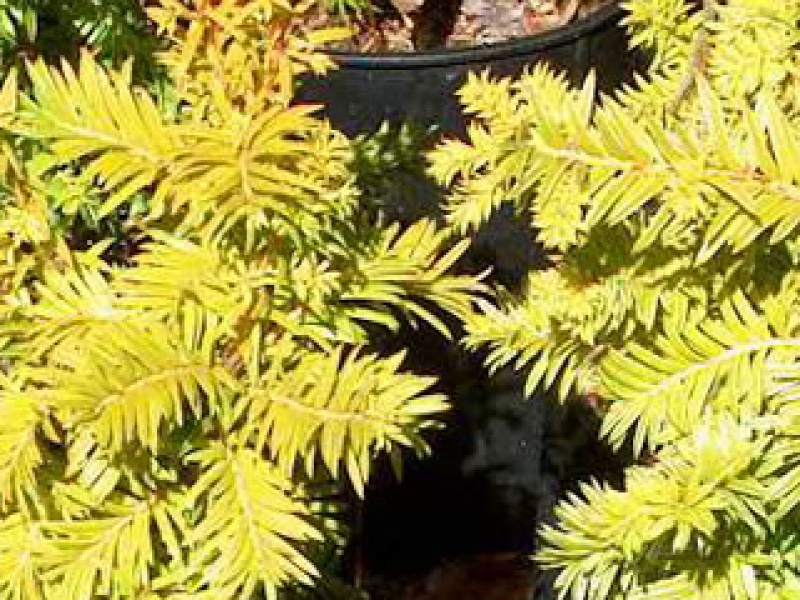 Golden shrubby yew