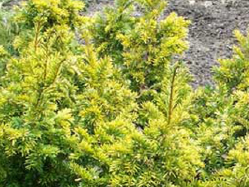 Yellow shrubby yew