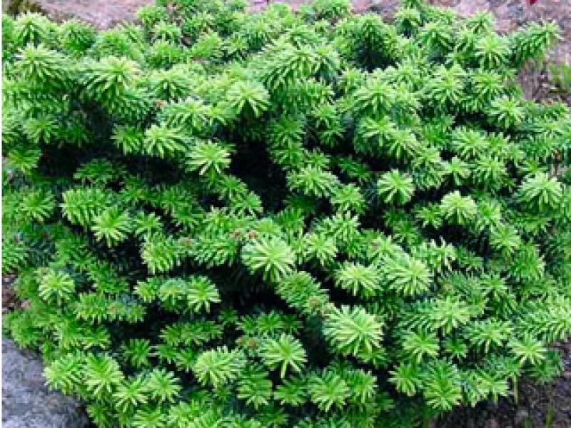 Dwarf balsam fir