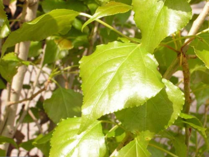 Тополь бальзамический