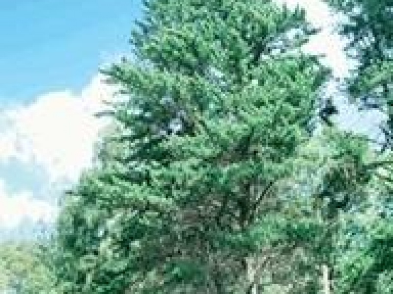 Сосна Банкса