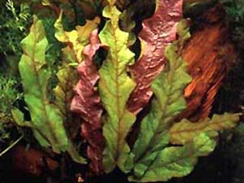 Барклайя длиннолистная