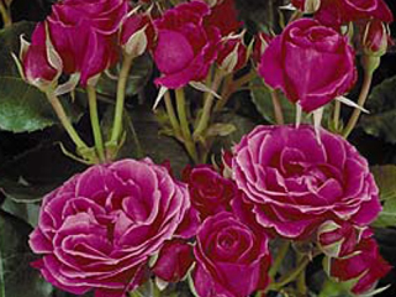 Climbing rose 'Barock'