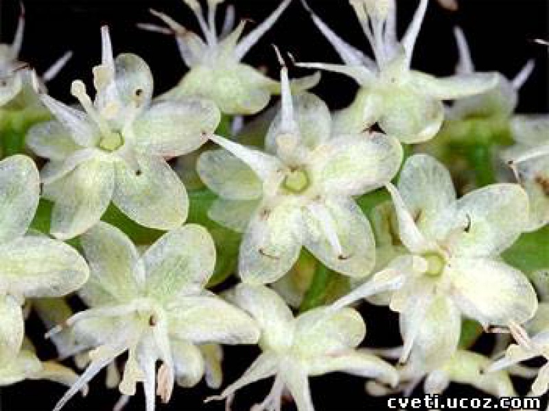 Базелловые