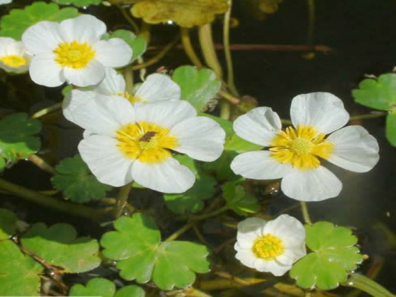 Шелковник Водяной