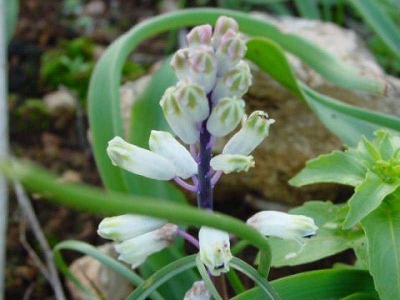 Бельвалия извитая