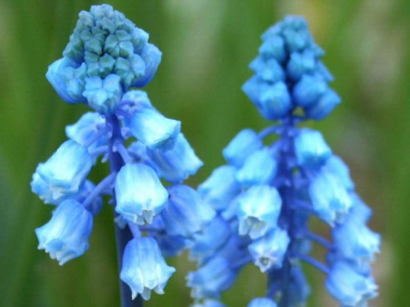 Бельвалия гиацинтовидная