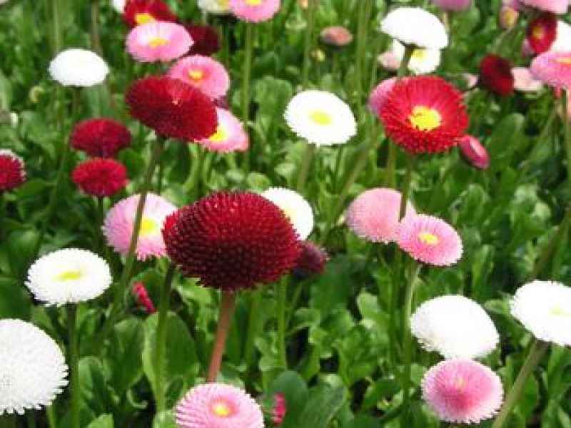 Маргаритка