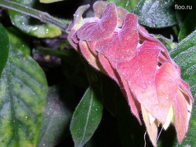 Белопероне